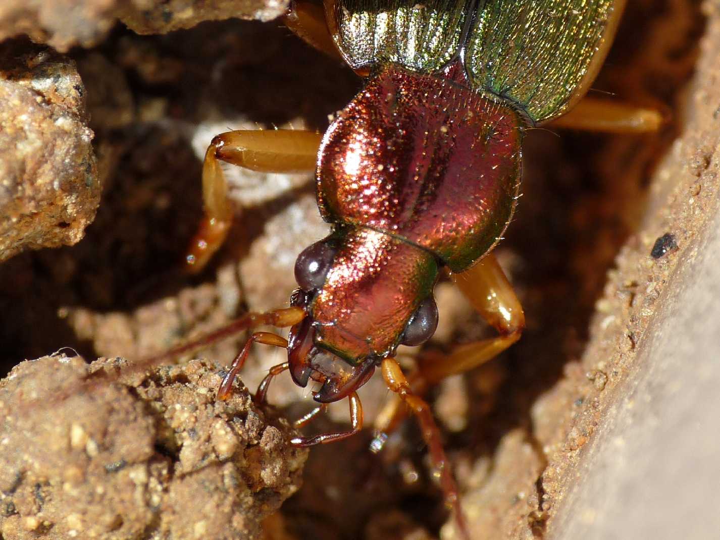 Epomis e Chlaenius